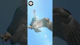 Eagles STEAL Food From Each Other Mid Air  eagle sky shortsvideo [upl. by Nueoht712]