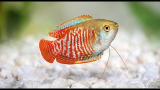 Dwarf Gourami Aquarium Fish Profile [upl. by Kila]