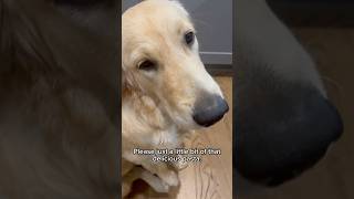 Starving Steven goldenretriever [upl. by Halil]