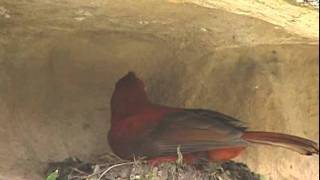 Gallito de Roca en el Zoológico de Cali [upl. by Orpha]