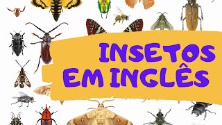 Nomes de Insetos em Inglês  Vocabulário [upl. by Aseefan941]