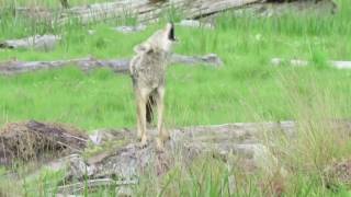 Coyote barking [upl. by Kariotta]