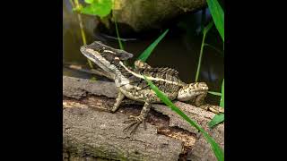 Basiliscus basiliscus [upl. by Navar359]