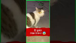 El GATO más bravo 😱 [upl. by Nashbar110]