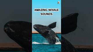 Amazing whale sounds  whale singing wildanimals whale whalesounds shorts [upl. by Rheta]