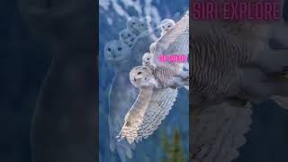 white owl check description for spiritualmeaning 100kview subscribe views owl white spritual [upl. by Danby]