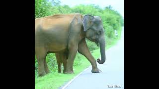 Drivers should keep a safe distance from elephants on the road elephantattack2024 [upl. by Galatea137]