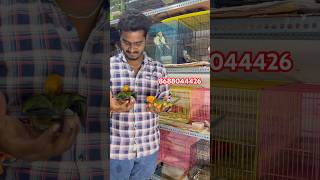 Sun￼ corner transport in ￼ Guntur 8688044426 tamed birds pets trending shorts pets 🦢🦜🕊️￼ [upl. by Ahseila]