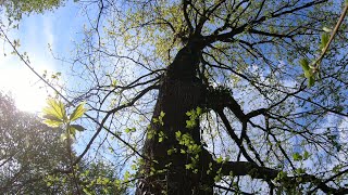 Beautiful Oak Tree  Free Climb [upl. by Vince]