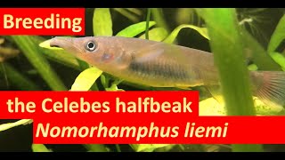 Breeding the halfbeak Nomorhamphus liemi [upl. by Alvy]