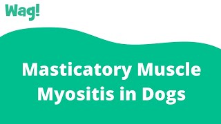 Masticatory Muscle Myositis in Dogs  Wag [upl. by Eupheemia]