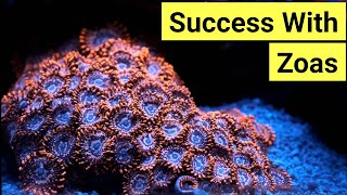 How To Keep Zoas  Zoanthid Care Guide [upl. by Kayne]