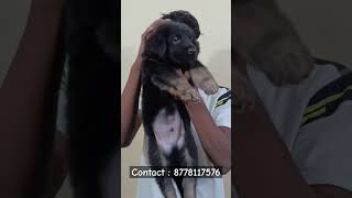 German shepherd puppies  Tamil  more enquiries contact me  germanshepherd shorts shortsfeed [upl. by Llednol]