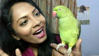 HOW TO TRAIN YOUR INDIAN RINGNECK PARROT TO TALK  MY 10 MONTH MITTHU TAKING BATH IN WINTERS [upl. by Aitropal]