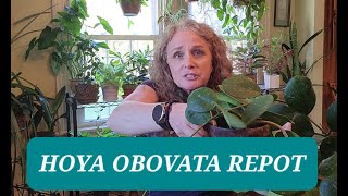 Hoya Obovata Repotting Made Easy [upl. by Mota]