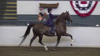 Connecticut Morgan Horse Show June 2021 Heidis Saddle Seat Equitation 11 amp Under Championship [upl. by Averat]