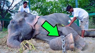 Man Rescues Elephant Chained For 50 Years What It Did Next Was Incredible [upl. by Ahsonek]