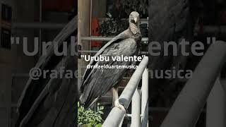 Urubu valente rafaelduartemusica Piano [upl. by Nwadahs757]