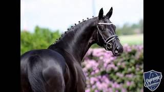 2013 mare by Destano [upl. by Kant]