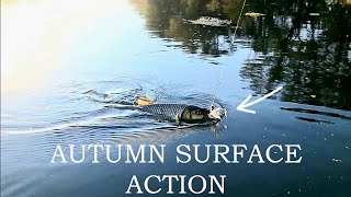 Kayak Fishing for Autumn Chubs  Challenging the Thick River Vegetation [upl. by Huberman]