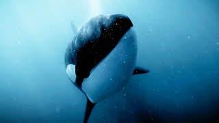 Orcas Kill But Not Just for Food  Bad Natured  BBC Earth [upl. by Nyliram]