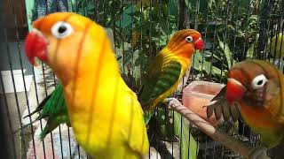 BURUNG LOVEBIRD CANTIK 🥰🥰vídeoviral KEBUMENNKICAU99 [upl. by Maloy]