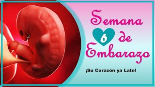 ❤️ SEMANA 6 DE EMBARAZO🤰 ❤️ ⏩ EMBARAZO SEMANA A SEMANA ⏩ Desarrollo y Evolución del Bebe 👶🏻 [upl. by Harlow]