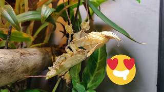 Praying Mantis got BIGGER Idolomantis diabolica Molt [upl. by Nerin]