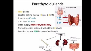 parathyroid gland [upl. by Hibbitts]