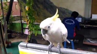 Amazing Cockatoo Birds Talk [upl. by Aliuqet]