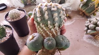 Lophophora Unboxing [upl. by Hamo178]