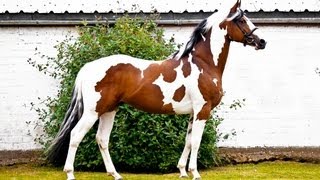 Homozygous Stallion  Solaris Buenno [upl. by Bakeman944]