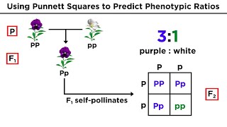 Hardy Weinberg equation Alevel Biology inheritance mathematical model to work out allele frequency [upl. by Aguayo434]