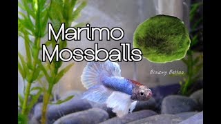 Marimo Moss Ball Care amp Benefits  Betta Fish [upl. by Rois]