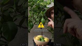 Des citrons gratuits 🍋 citron fruit fruits jardin cuisine permaculture nature [upl. by Banyaz]