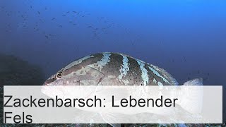 Indopazifischer Zackenbarsch Kleinäugiger Fisch  „lebender Fels“ [upl. by Bank438]