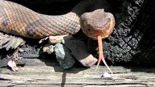 Herping Pennsylvania Northern Copperhead Agkistrodon contortrix mokasen [upl. by Llemhar478]