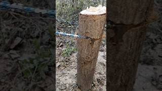 madeingermanyDifferentStihl 500i vs Stihl 400c vs Stihl 291 stihlchainsawman chainsaw cutting [upl. by Anatsirhc]