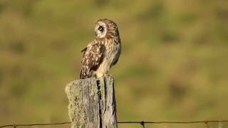 The Pueo or Hawaiian Shorteared Owl [upl. by Mikes]