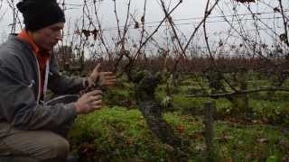 La taille GuyotPoussard sur un cep de cabernet franc âgé [upl. by Pepillo143]