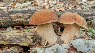 Porcini  Alle soglie dellEstate [upl. by Ellersick294]