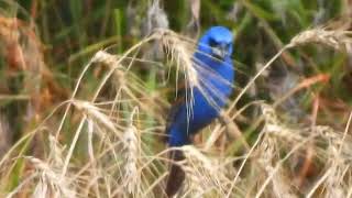 Blue Grosbeak singing while eating wheat kernels [upl. by Donaugh735]