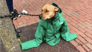 Seeing that the dog was trembling from the cold on the street the owner put her jacket on it [upl. by Pleione]