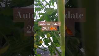 Autumn 2024 garden update 🍂🍁 herbs gardening tomatoes gardeningplants autumn shorts short [upl. by Deery989]