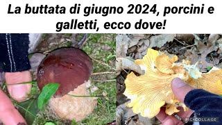 La buttata di giugno 2024 porcini e galletti ecco dove [upl. by Strade]