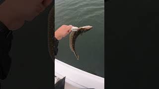 Last Fluke of the Year shorts fluke flounder fishing [upl. by Rad473]