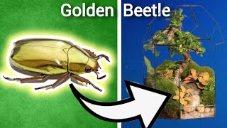 Building A Home For A Golden Beetle [upl. by Shepherd819]