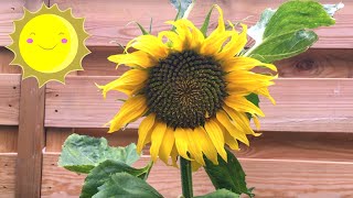 Zonnebloem zaaien eerst binnen in de tuin en zonnebloempitten oogsten [upl. by Arreic]