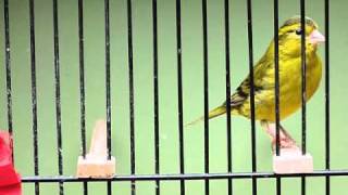 Carduelis Spinus x Canary y 2 [upl. by Wilkey]