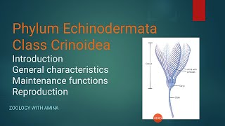 Phylum Echinodermata Class Crinoidea  Sea Lily  Morphology of sea Lily  Zoology with Amina [upl. by Dixie]